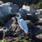 White Heron in Elkhorn Slough standing on green kelp rock at Moss Landing north of Monterey on the central coast of California