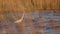 White heron fish in reeds