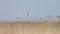 White heron flies over reed slow motion