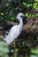 White Heron in the Florida Swamps