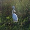 White Heron in the Florida Swamps