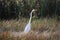 White Heron in the Florida Swamps