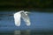 White heron in fly. Wildlife in Florida, USA. Water bird in flight. Flying heron in the green forest habitat. Action scene from na