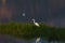 White heron in the grass on the lake