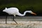 White heron, Great Egret, Egretta alba, standing in the water in the march. Beach in Florida, USA. Water bird with orange bill in