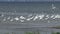 White heron, gulls and pelicans in a large flock of birds on Lake Sasyk.