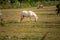 White Heron having a good time with horse