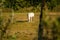 White Heron having a good time with horse