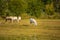 White Heron having a good time with horse