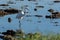 A white heron hunting on the lagoon. Adult white heron great egret on the hunt in natural park of Albufera, Valencia, Spain,