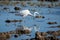 A white heron hunting on the lagoon. Adult white heron great egret on the hunt in natural park of Albufera, Valencia, Spain,