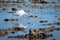 A white heron hunting on the lagoon. Adult white heron great egret on the hunt in natural park of Albufera, Valencia, Spain,