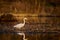 White heron hunting in the rays of the setting sun