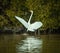 White heron landing from its flight over the swamp water Ardea alba