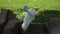 A white heron like to scratch himself