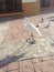 A white Heron and other birds walk through an empty hotel in the Dominican Republic during a coronavirus epidemic