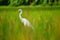 White heron on paddy field with blurred background