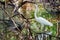 White heron in Panamanian swamp