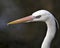 White Heron photos. Image. Portrait. Picture. Close-up head profile view. Bokeh background