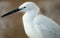 White Heron portrait