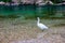 A white heron in the river is hunting fish