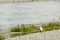 White heron on shingle shore of Ticino river near Bernate, Italy