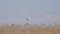 White heron slow motion flies over a reed