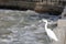 White heron stand on stone railing, adobe rgb