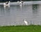 White Heron standing on green lawn on wide lake side in the public park