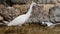 White Heron stands carefully on the shore of the lake, where garbage and packaging floats