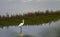 White heron staying and fishing at Burgas lake, Bulgaria