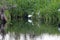 White heron in the swamp