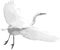 White Heron Taking Flight