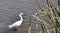 White Heron Wading in the Marshland