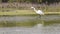 White heron walking along the mangroves in Abu Dhabi, natural environment
