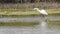 White heron walking along the mangroves in Abu Dhabi, natural environment