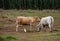 White heron walking in a meadow with cows by its side