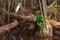 White heron in wild tropical forest