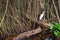 White heron in wild tropical forest, mangrove trees