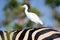 White heron on the zebra back in Okavango delta, Moremi, Botswana. cattle egret, Bubulcus ibis, in nature habitat. Funny image fr