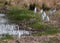 White herons Great egret on the coastile of the lake in sunny day surrounded with grass and reeds.