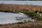 White herons Great egret on the coastile of the lake in sunny day surrounded with grass and reeds.