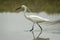 White Herons Hunting in the Ubud, Bali Rice Fields for Eels