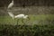 White Herons Hunting in the Ubud, Bali Rice Fields for Eels