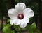 White hibiscus bloom