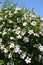 White Hibiscus Bush
