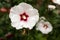 A white hibiscus flower