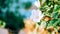 White hibiscus flower in an outdoor garden with a blurred background of green leaves for banner, postcard