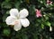 White hibiscus flower with pink pollen