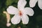 White hibiscus flower with selective focus. Macro view of stamen, pistil and pollen from white hibiscus. Hibiscus rosa-sinensis.